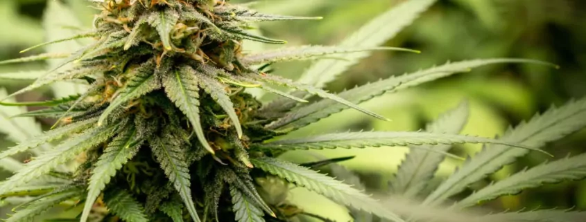 Standard THC Unit: New Study Defines "Safe" Cannabis Limits 1 Standard THC Unit, Cannabis Use Disorder
