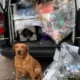 3 Million Illegal Vapes Seized: South East England Crackdown 19 Illegal Vapes Seized, Kent Trading Standards