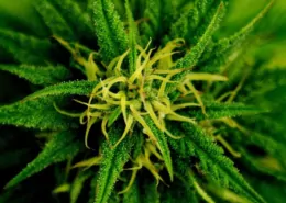 Michigan Senate Bill Seeks to Repeal 24% Marijuana Tax 5 Marijuana Rescheduling Tax Impact