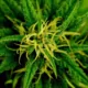 How Rescheduling Marijuana to Schedule III Impacts Taxes & Regulation 18 Marijuana Rescheduling Tax Impact