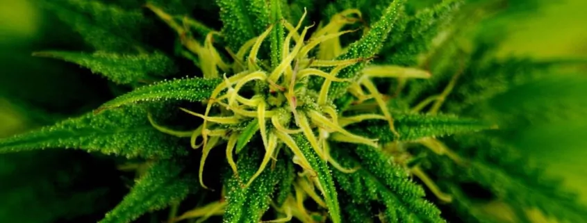 Michigan Senate Bill Seeks to Repeal 24% Marijuana Tax 1 Marijuana Rescheduling Tax Impact