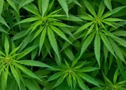 Can Cannabis Beverages Help You Drink Less Alcohol? New Study 5 Cannabis Beverages Alcohol Substitution