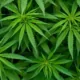 Can Cannabis Beverages Help You Drink Less Alcohol? New Study 18 Cannabis Beverages Alcohol Substitution