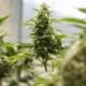 Can You Bring Legal Weed From Another State Into North Carolina? 19 North Carolina marijuana laws, bringing weed to NC