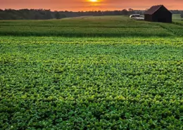 Which States Still Grow America's Tobacco? The Post-Buyout Era 8 Which states grow tobacco, US tobacco production