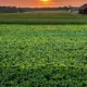 Which States Still Grow America's Tobacco? The Post-Buyout Era 17 Which states grow tobacco, US tobacco production